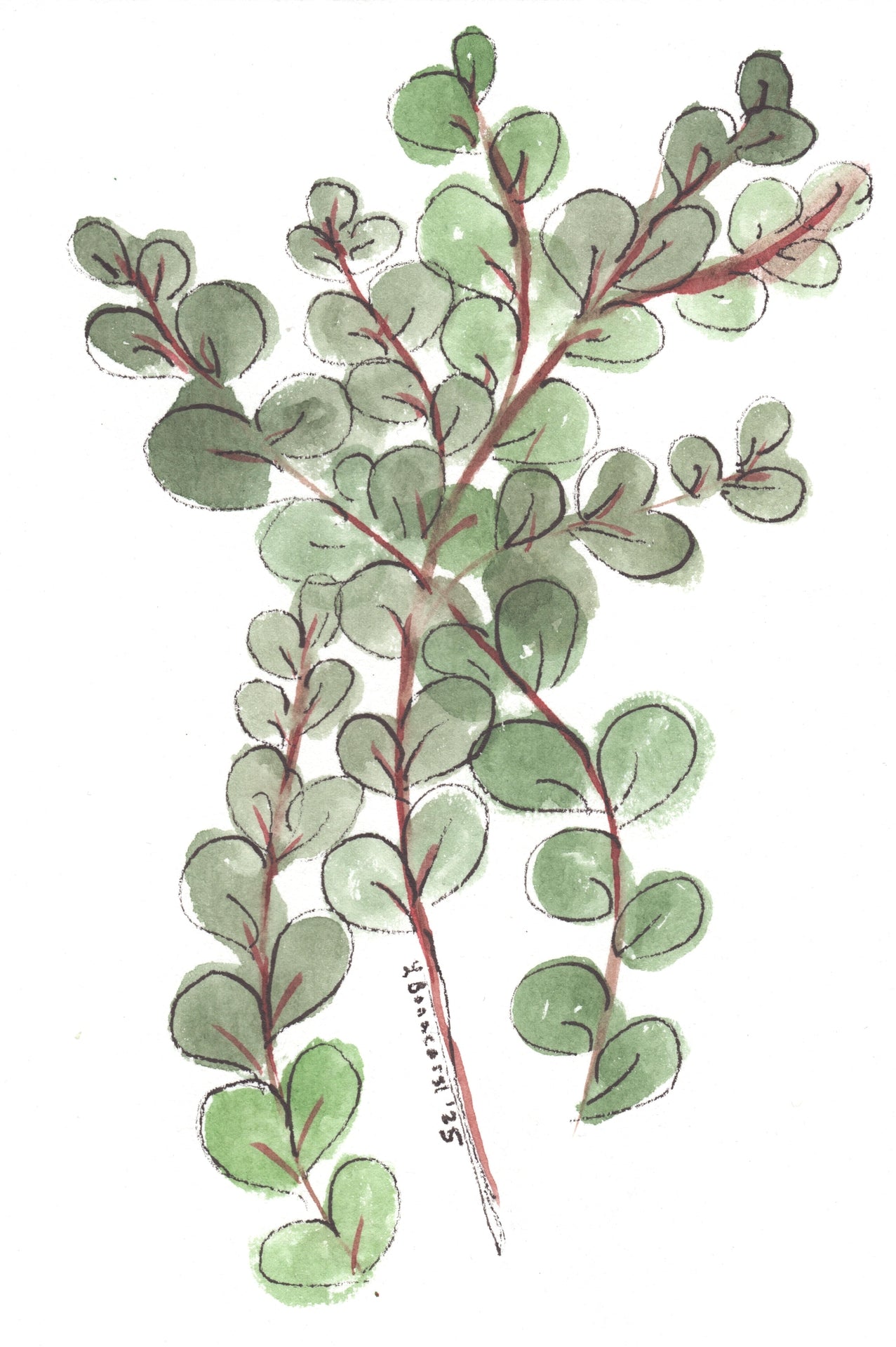 Eucalyptus
