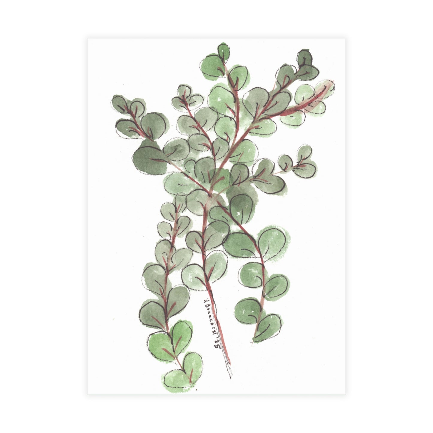 Eucalyptus Postcards (5x7in • 10, 30, or 50pc)