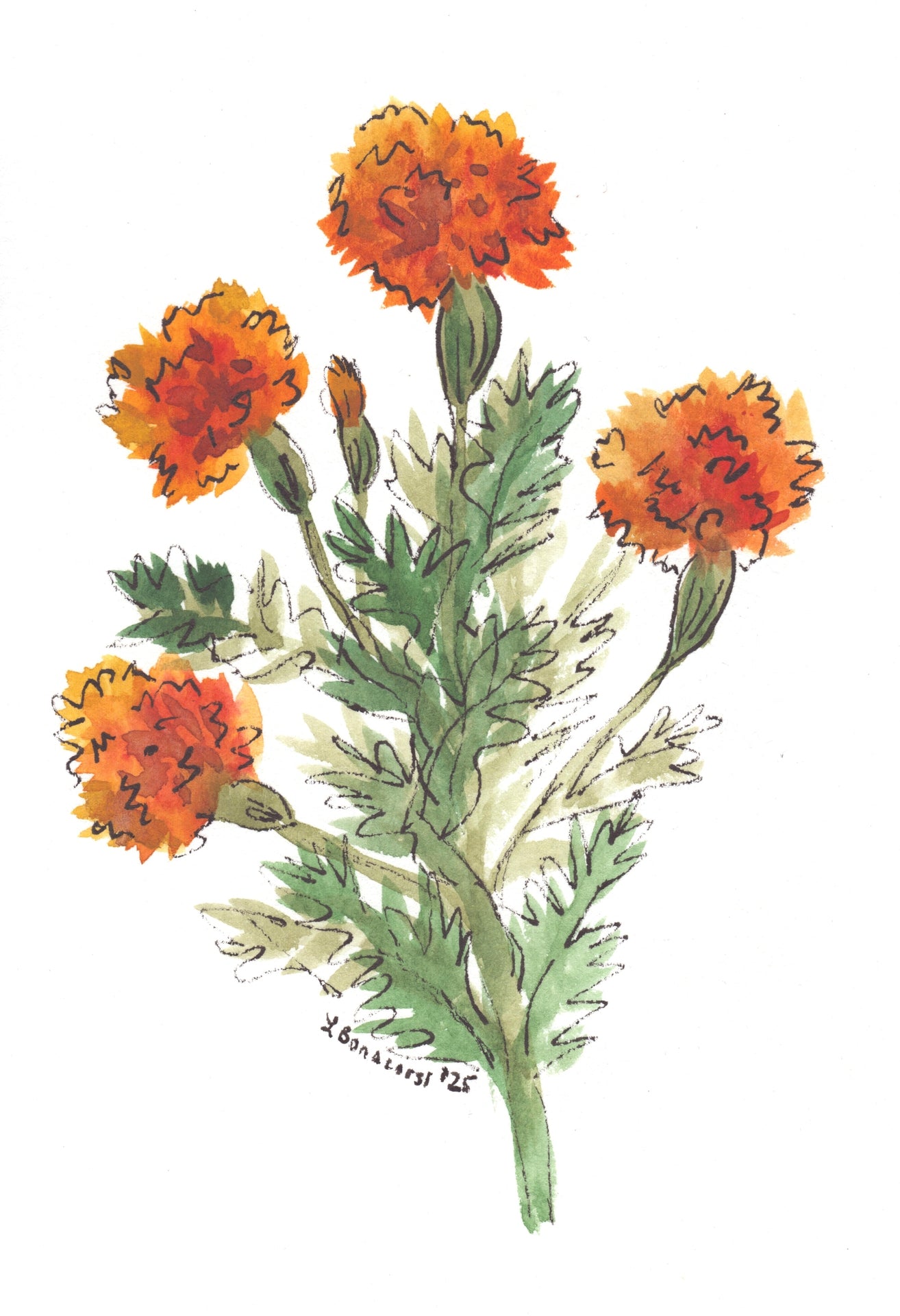 Marigolds