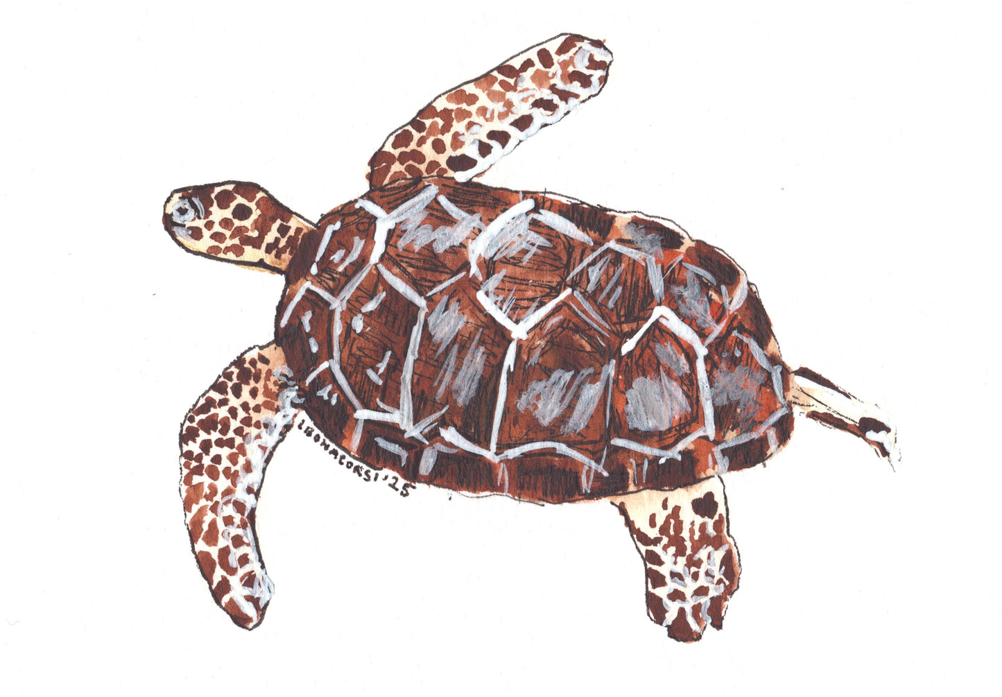 Sea Turtle