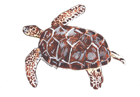 Sea Turtle
