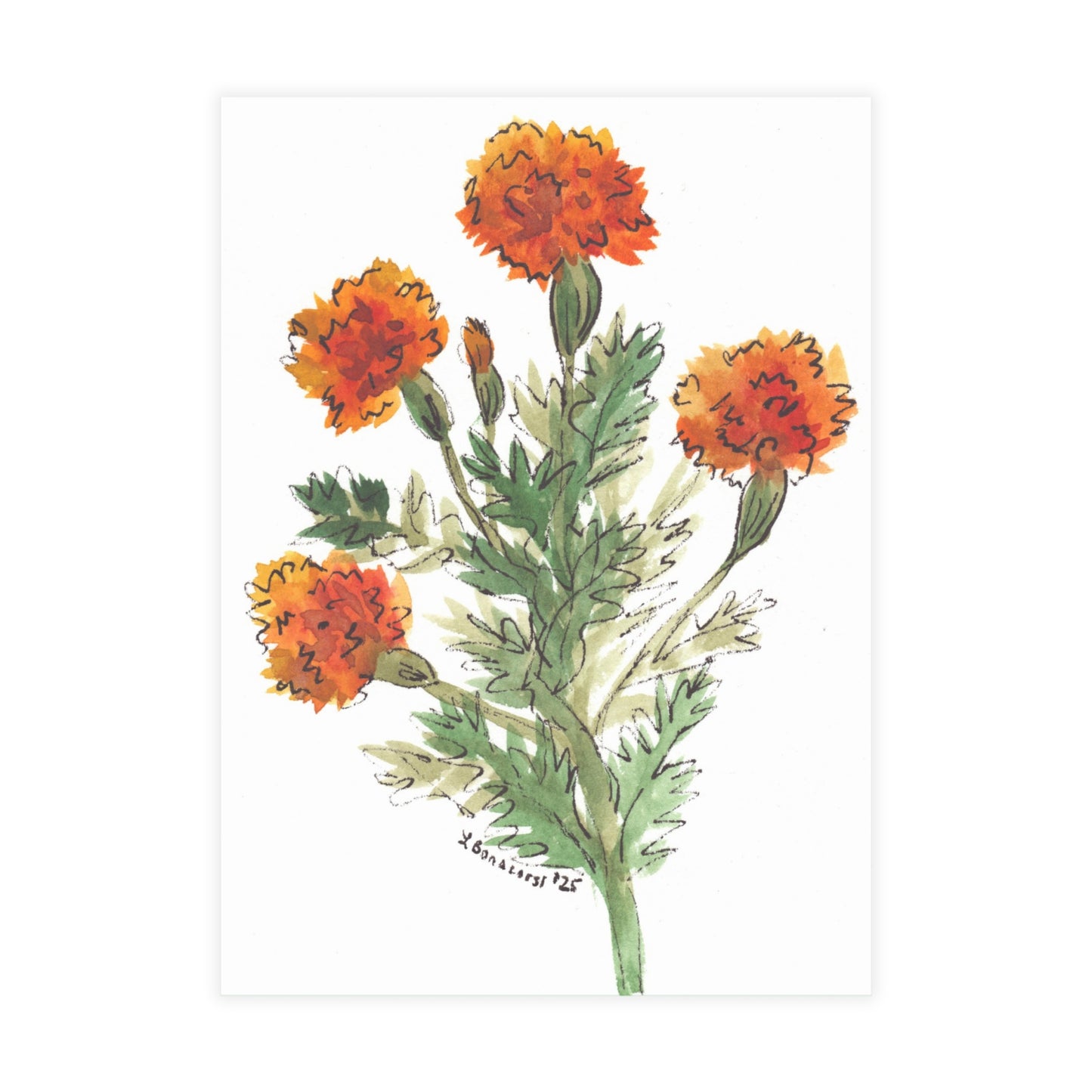 Marigolds Postcards  (5x7in • 10, 30, or 50pc)