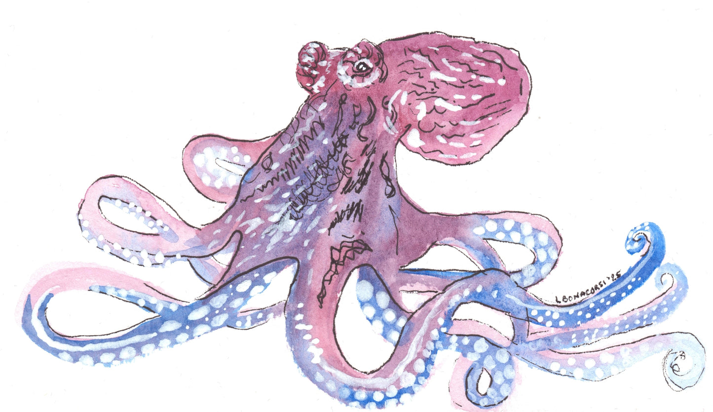 Octopus